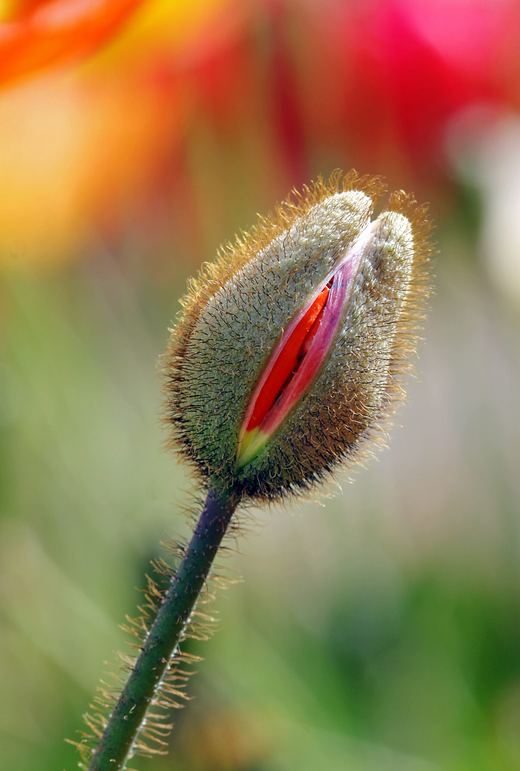 Lecture érogène – Poésie de bouche